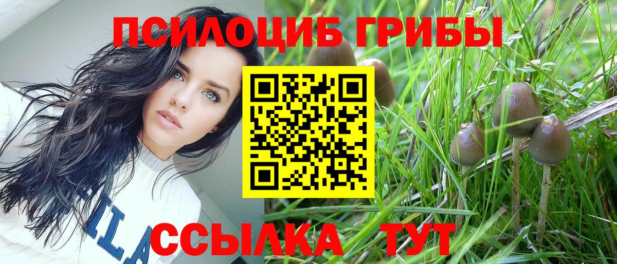Лениногорск  Псилоцибиновые грибы Cubensis  Вход с VPN 